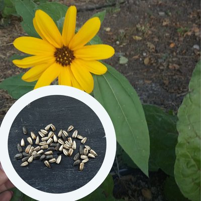 Соняшник декоративний насіння 20 шт RS-00083 фото