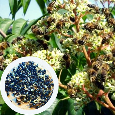 Эводия Даниэля семена (20 шт) пчелиное медовое дерево (Tetradium danielliii) тетрадиум Даниэля RS-00316 фото