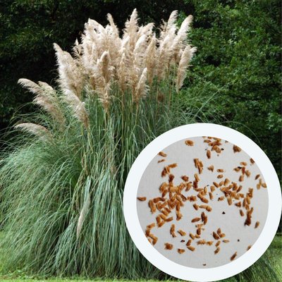 Пампасная трава семена 0,02 грамма (около 100 шт) кортадерия двудомная селло (Cortaderia selloana) RS-00766 фото