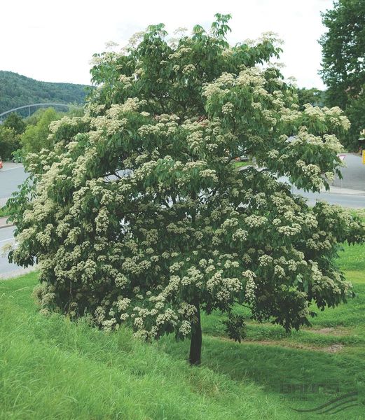 Эводия Даниэля семена (20 шт) пчелиное медовое дерево (Tetradium danielliii) тетрадиум Даниэля RS-00316 фото
