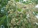 Эводия Даниэля семена (20 шт) пчелиное медовое дерево (Tetradium danielliii) тетрадиум Даниэля RS-00316 фото 3