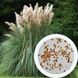 Пампасна трава насіння 0,02 грами (прибл. 100 шт) кортадерія двудомна селло (Cortaderia selloana) RS-00766 фото 1
