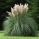 Пампасна трава насіння 0,02 грами (прибл. 100 шт) кортадерія двудомна селло (Cortaderia selloana) RS-00766 фото 2