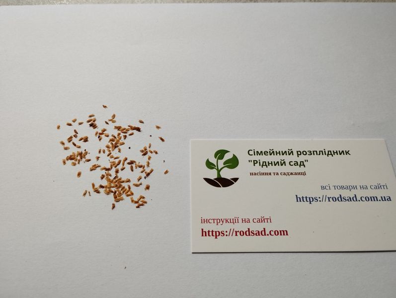 Пампасна трава насіння 0,02 грами (прибл. 100 шт) кортадерія двудомна селло (Cortaderia selloana) RS-00766 фото