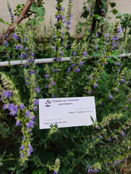 Иссоп семена 0,25 г (около 200 шт) лекарственный медонос синий зверобой (Hyssopus officinalis) RS-00040 фото