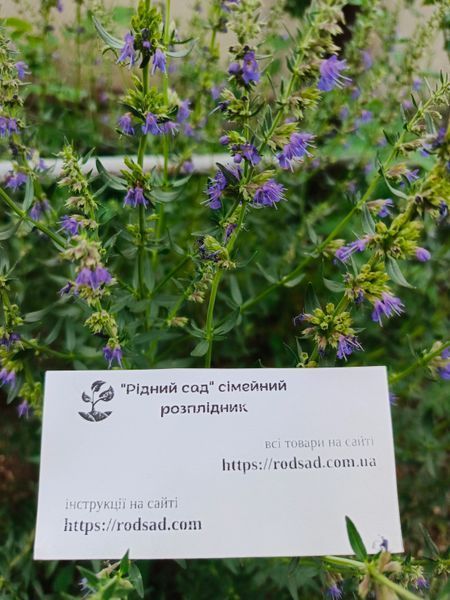 Иссоп семена 0,25 г (около 200 шт) лекарственный медонос синий зверобой (Hyssopus officinalis) RS-00040 фото