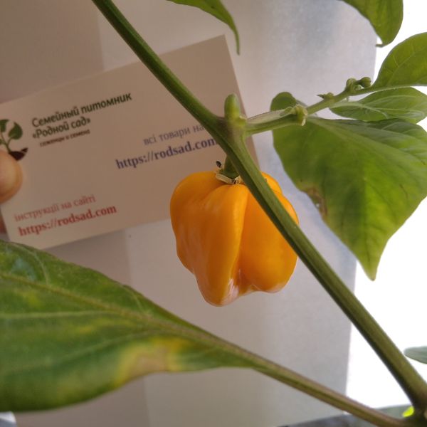 Перець Хабанеро жовтий насіння (10 шт) гострий (Habanero yellow) RS-00657 фото