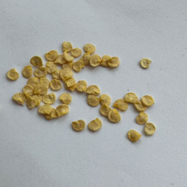 Перец Хабанеро желтый семена 0,25 гр. (прибл 50 шт) острый (Habanero yellow) до 350 000 SHU RS-00657 фото
