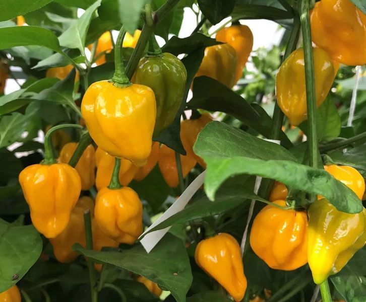 Перец Хабанеро желтый семена 0,25 гр. (прибл 50 шт) острый (Habanero yellow) до 350 000 SHU RS-00657 фото