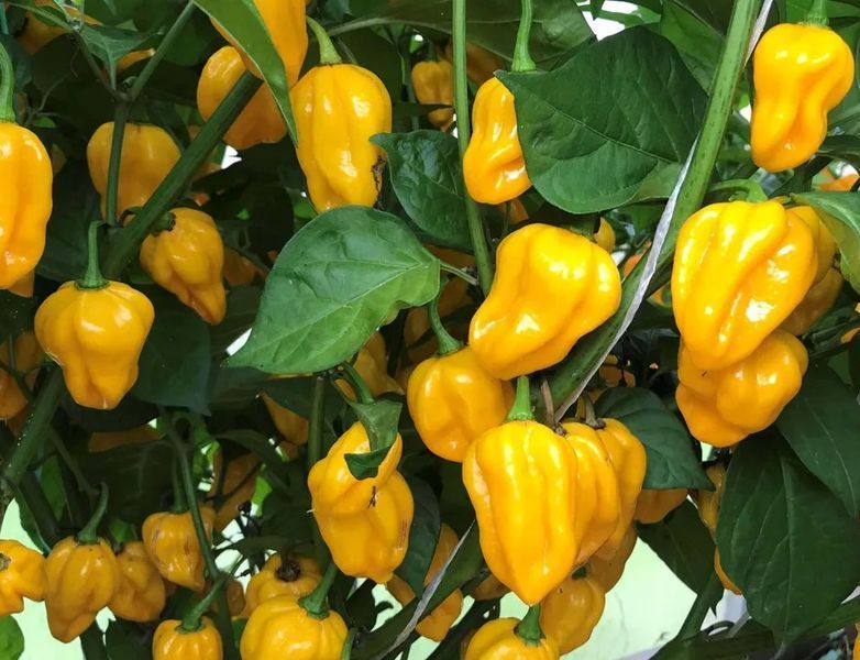 Перец Хабанеро желтый семена 0,25 гр. (прибл 50 шт) острый (Habanero yellow) до 350 000 SHU RS-00657 фото
