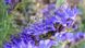 Гісоп насіння 0,25 г (прибл. 200 шт) ісоп синій звіробій (Hyssopus officinalis) RS-00040 фото 2