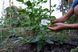 Ашвагандха насіння (20 шт) женьшень індійський ашваганда (Withania somnifera) RS-00084 фото 2