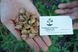 Ашвагандха семена (20 шт) женьшень индийский ашваганда (Withania somnifera) RS-00084 фото 3