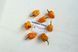 Перец Хабанеро желтый семена 0,25 гр. (прибл 50 шт) острый (Habanero yellow) до 350 000 SHU RS-00657 фото 6