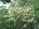 Софора японська насіння (20 шт) стіфнолобій японська акація (Styphnolobium japonicum) медонос RS-00336 фото 3