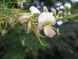 Софора японская семена (20 шт) стифнолобий японская акация (Styphnolobium japonicum) медонос RS-00336 фото 2