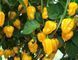 Перец Хабанеро желтый семена 0,25 гр. (прибл 50 шт) острый (Habanero yellow) до 350 000 SHU RS-00657 фото 3