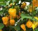 Перец Хабанеро желтый семена 0,25 гр. (прибл 50 шт) острый (Habanero yellow) до 350 000 SHU RS-00657 фото 7
