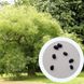 Софора японська насіння (20 шт) стіфнолобій японська акація (Styphnolobium japonicum) медонос RS-00336 фото 1