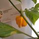 Перець Хабанеро жовтий насіння (10 шт) гострий (Habanero yellow) RS-00657 фото 2
