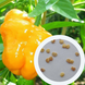 Перец Хабанеро желтый семена 0,25 гр. (прибл 50 шт) острый (Habanero yellow) до 350 000 SHU RS-00657 фото 1