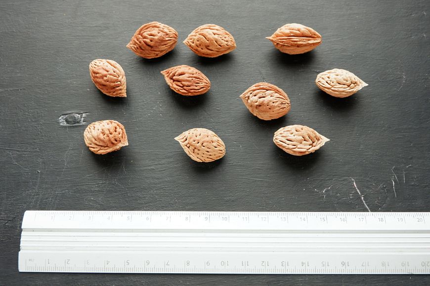 Персик (серпень) насіння 10 шт RS-00144 фото