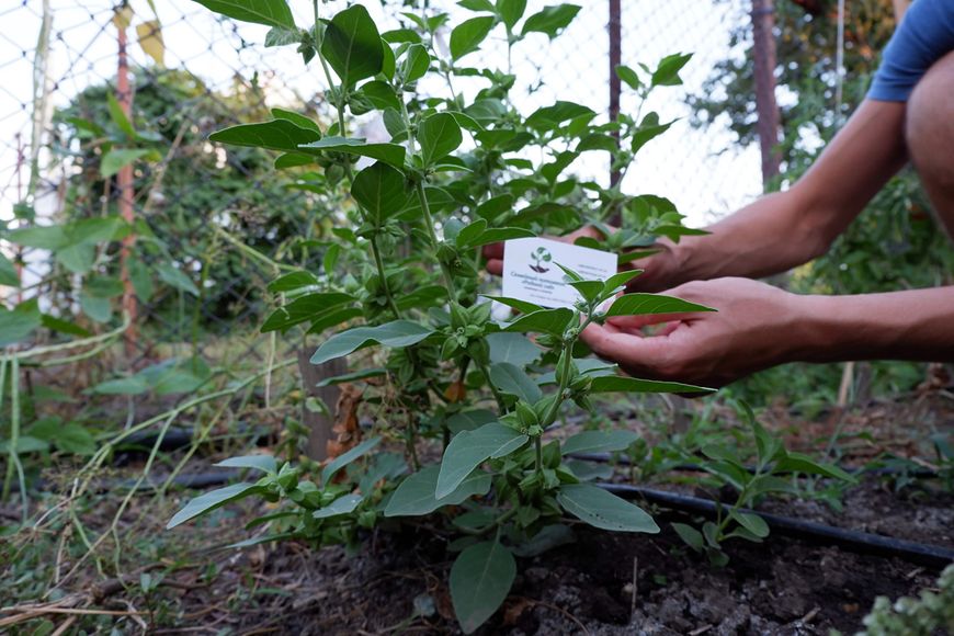 Ашвагандха насіння (20 шт) женьшень індійський ашваганда (Withania somnifera) RS-00084 фото