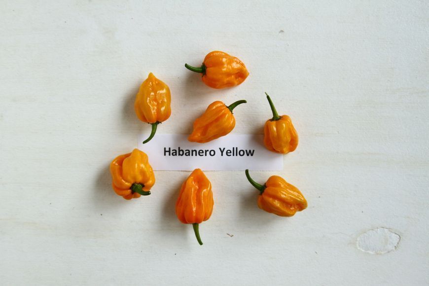 Перец Хабанеро желтый семена 0,25 гр. (прибл 50 шт) острый (Habanero yellow) до 350 000 SHU RS-00657 фото