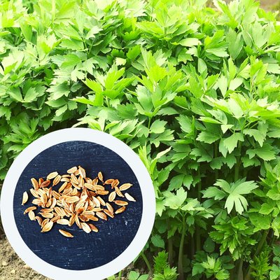Любисток лекарственный семена 0,25 г (около 80 шт) зимний сельдерей (Levisticum officinale) RS-00041 фото