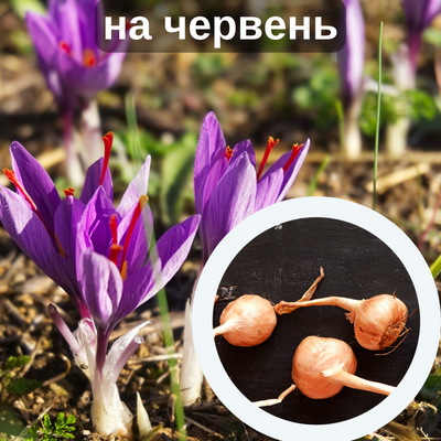 Шафран посівний цибулини 120 шт шафрановий крокус осінній насіння (Crocus sativus) для спеції морозостійкий RS-00354 фото