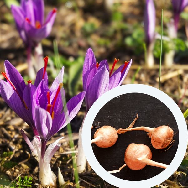 Шафран посівний цибулини 120 шт шафрановий крокус осінній насіння (Crocus sativus) для спеції морозостійкий RS-00354 фото