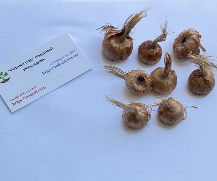 Шафран посівний цибулини 120 шт шафрановий крокус осінній насіння (Crocus sativus) для спеції морозостійкий RS-00354 фото