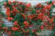 Піраканта яскраво-червона насіння (20 шт) глодівець (Pyracantha coccinea) RS-00091 фото 2