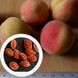 Персик поздний (сентябрь) семена 10 шт RS-00145 фото 1