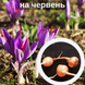 Шафран посівний цибулини 120 шт шафрановий крокус осінній насіння (Crocus sativus) для спеції морозостійкий RS-00354 фото 1
