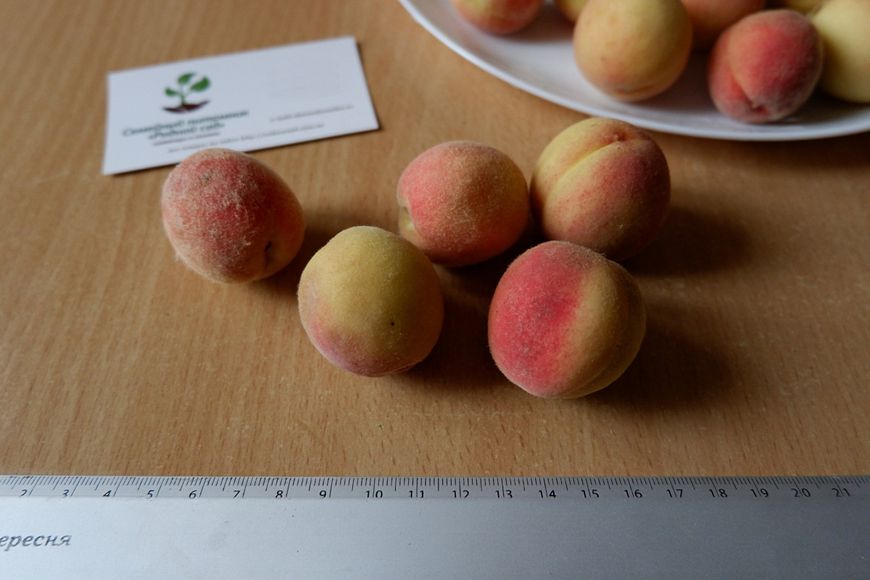 Персик поздний (сентябрь) семена 10 шт RS-00145 фото