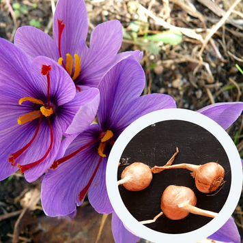 Шафран посівний цибулини 60 шт шафрановий крокус осінній насіння (Crocus sativus) для спеції морозостійкий RS-00428 фото