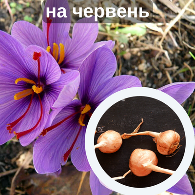 Шафран посевной луковицы 60 шт шафрановый крокус осенний семена (Crocus sativus) для специи морозостойкий RS-00428 фото