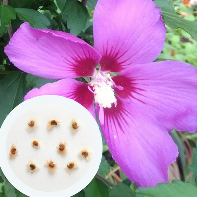 Гибискус древовидный семена (20 шт) фиолетовый сирийский (Hibiscus syriacus) роза кетмия RS-00105 фото