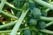 Капуста брюссельська Геркулес насіння 1 г (прибл 300 шт) середньостигла RS-00943 фото 3