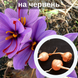 Шафран посевной луковицы 60 шт шафрановый крокус осенний семена (Crocus sativus) для специи морозостойкий RS-00428 фото 1