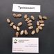 Трихозант семена (5 шт) огурец змеевидный тыква змеиная (Trichosanthes cucumerina) RS-00660 фото 3