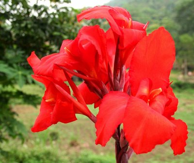 Канна червона квіти (корінь 2-3 бруньки) RS-00492 фото