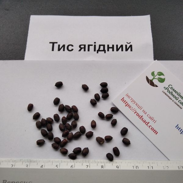Тис ягодный семена (20 шт) (Táxus baccáta) RS-00678 фото