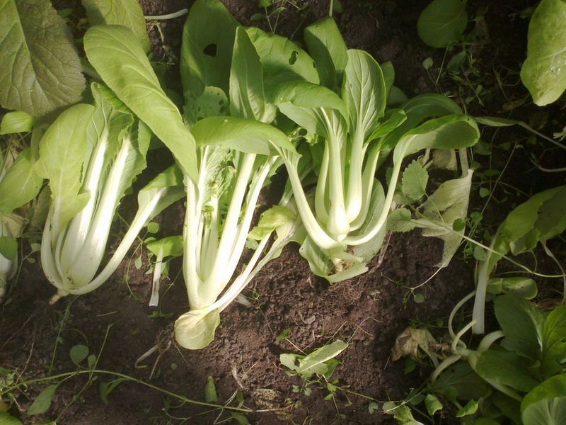 Капуста Китайська Пак Чой насіння 0,5 г (прибл 150 шт) суперрання бок-чой RS-00944 фото