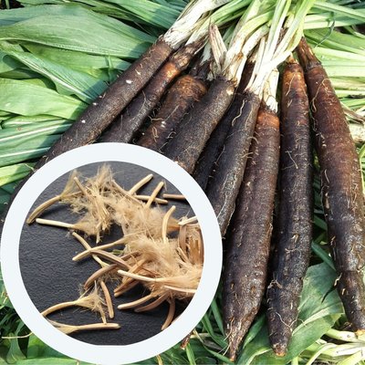 Скорцонерра семена 0,5 г (около 20 шт) испанская чёрная морковь козелец сладкий корень (Scorzonera hispanica) RS-00679 фото