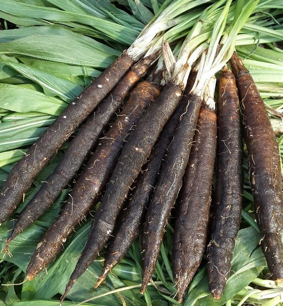 Скорцонерра семена 0,5 г (около 20 шт) испанская чёрная морковь козелец сладкий корень (Scorzonera hispanica) RS-00679 фото