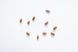 Маслина дикая семена (50 шт) серебристая (Elaeagnus commutata) волчья верба RS-00115 фото 2