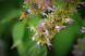 Лофант анисовый семена (0,5 г около 1200 шт) душистый гигантский лавандовый иссоп многоколосник фенхельный (Agastache foeniculum) многолетний RS-00046 фото 2