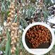 Маслина дика насіння (50 шт) срібляста (Elaeagnus commutata) вовча верба RS-00115 фото 1